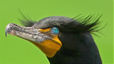 Cormorant Face