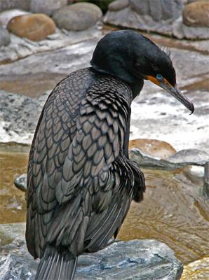 Cormorant Feathers