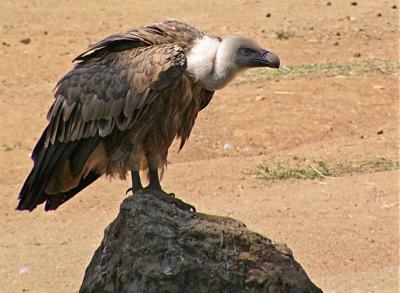 v3/34/494634/3/47963067.GriffonVultureRock.jpg
