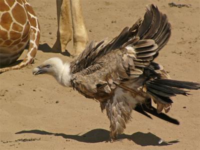 v3/34/494634/3/47963068.GriffonVultureSide.jpg