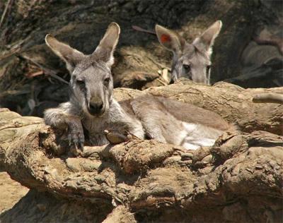 Kangaroos & Wallaroos
