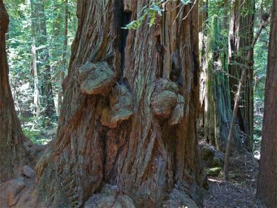 Redwood Nobs