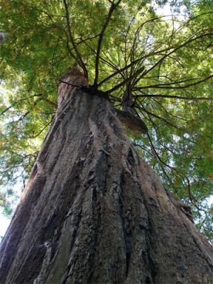 Redwood Twisting Upward