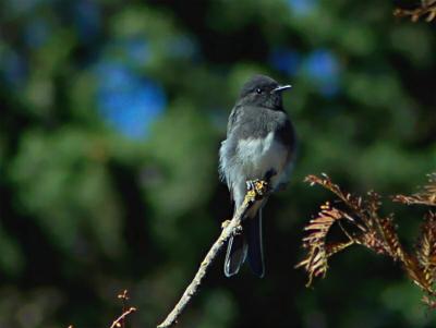 Perched