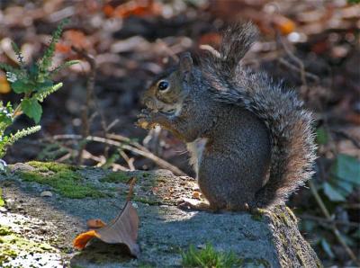 Squirrel On Rock