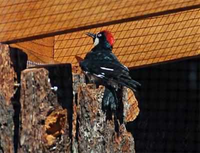 Acorn Woodpecker