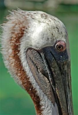 Brown Pelican