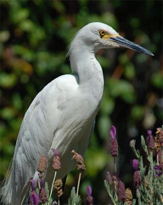 Snowy Egret & Lavender