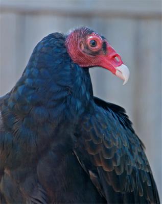 Vladimir, the Turkey Vulture