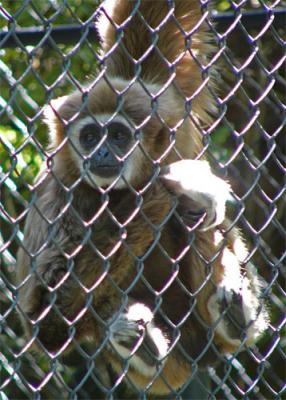 Gibbon