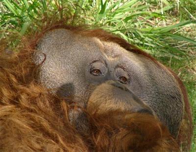 Flat Face of an Orangutan photo - Laura Milholland photos at 