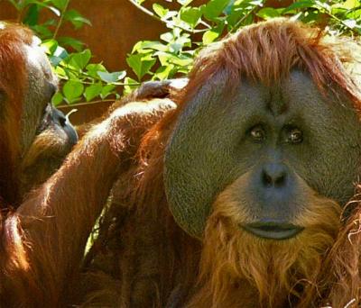 Large Orangutan