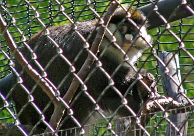 Spot Nosed Guenon