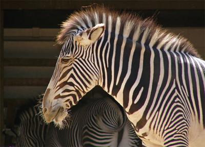 Zebra Profile