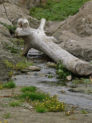 Driftwood and Stream