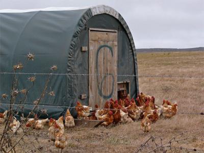 Rooster Hut