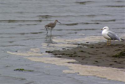 Willet and Gull
