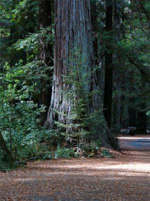 Lovely Redwood in the Park