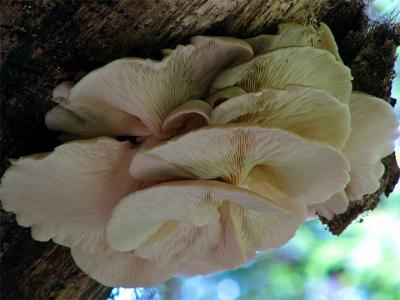 Oyster Mushrooms - Underside
