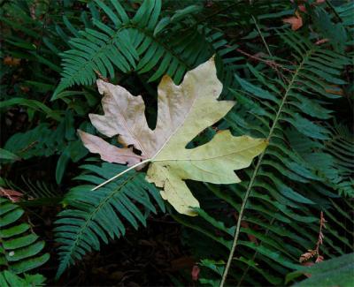 Leaf on Fern