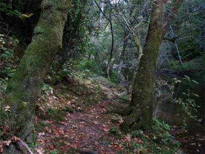 Inviting Path through Redwoods