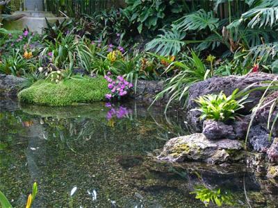 Monarch Garden Reflections