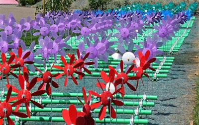 Windmill Flowers
