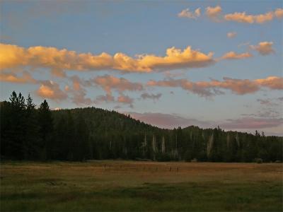 Meadow at Dusk
