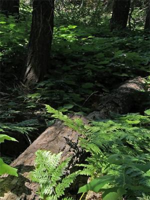 A Forest Walk by Cabin