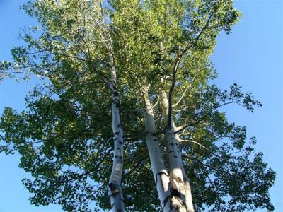 Birch Trees