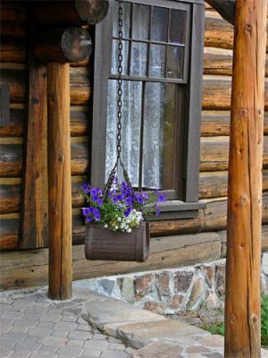 Flowers and Window