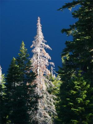 White Tree