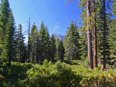 Mt Tallac & Forest