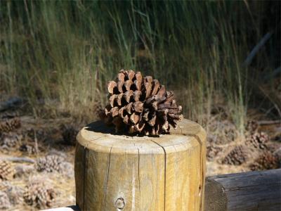 Pinecone