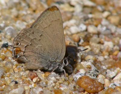 Gray Hairstreak Butterfly