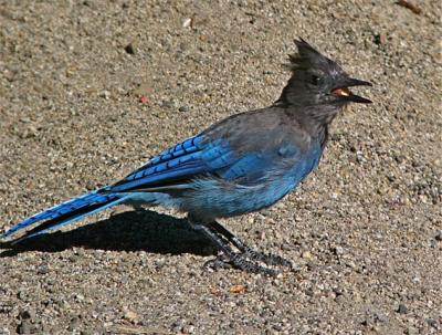 Steller Jay with Nut
