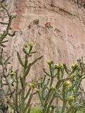 Cactus Wall