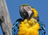Blue & Yellow Macaw