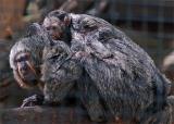 Mom & Baby - Monk Saki Monkeys