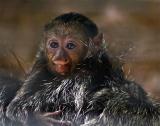 Monkey Baby