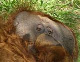 Flat Face of an Orangutan