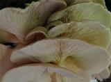 Closeup of Oyster Mushrooms