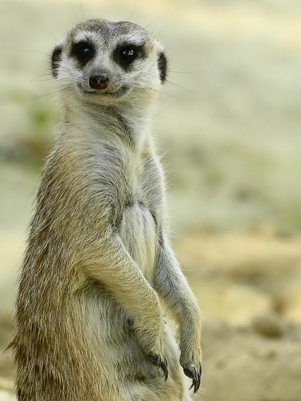Meerkat