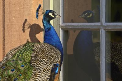 Now, who spread the word that peacocks are vain?