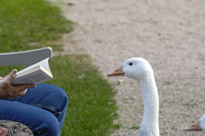 Highly educated goose interested in literature
