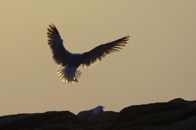 Seagull at Sunset, Cte Sauvage, Quiberon, Bretagne
