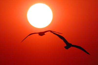 Seagulls at Sunset, Cte Sauvage, Quiberon, Bretagne