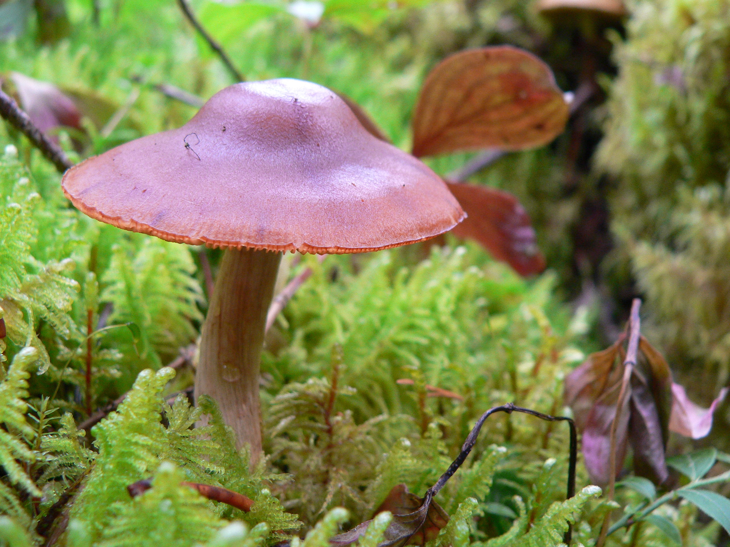 MUSHROOM.JPG