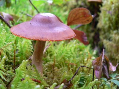 MUSHROOM.JPG