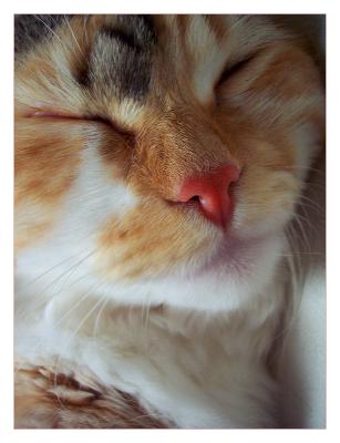Red nose